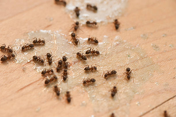 Best Ant Control Services  in Montgomery, PA